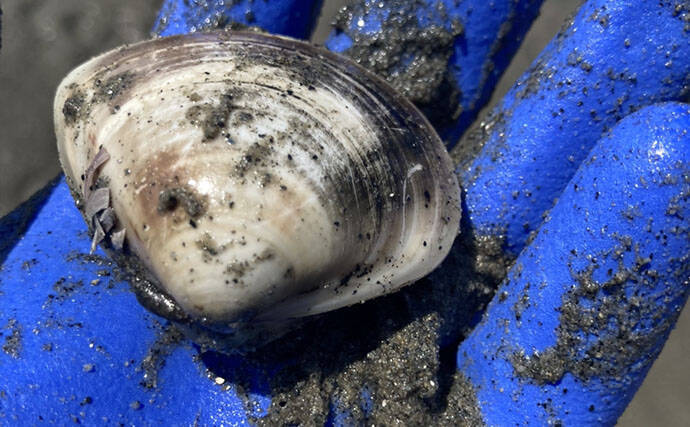 「表層の一段下を探るのがコツ！」衣崎海岸での潮干狩りでハマグリをゲット【愛知】