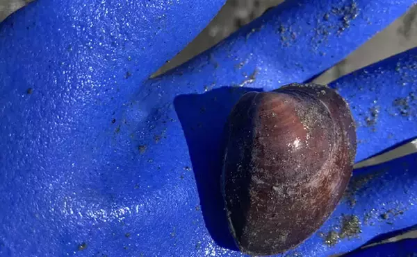 「「表層の一段下を探るのがコツ！」衣崎海岸での潮干狩りでハマグリをゲット【愛知】」の画像