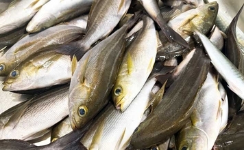 東京湾でイサキ100匹超えの大爆釣！【太郎八丸】旬魚を刺身・真子の煮付け・一夜干しで堪能