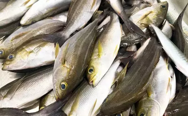 東京湾でイサキ100匹超えの大爆釣！【太郎八丸】旬魚を刺身・真子の煮付け・一夜干しで堪能