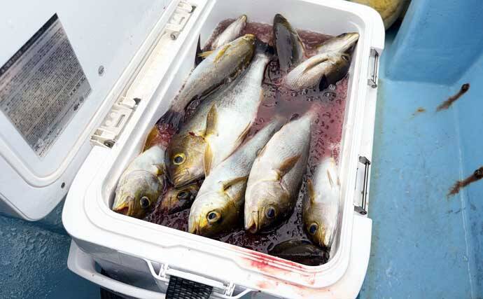 東京湾でイサキ100匹超えの大爆釣！【太郎八丸】旬魚を刺身・真子の煮付け・一夜干しで堪能