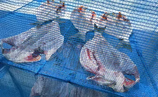 「東京湾でイサキ100匹超えの大爆釣！【太郎八丸】旬魚を刺身・真子の煮付け・一夜干しで堪能」の画像
