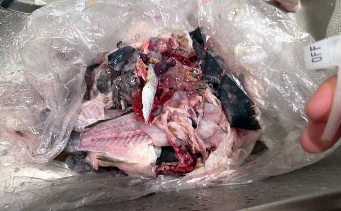 東京湾でイサキ100匹超えの大爆釣！【太郎八丸】旬魚を刺身・真子の煮付け・一夜干しで堪能
