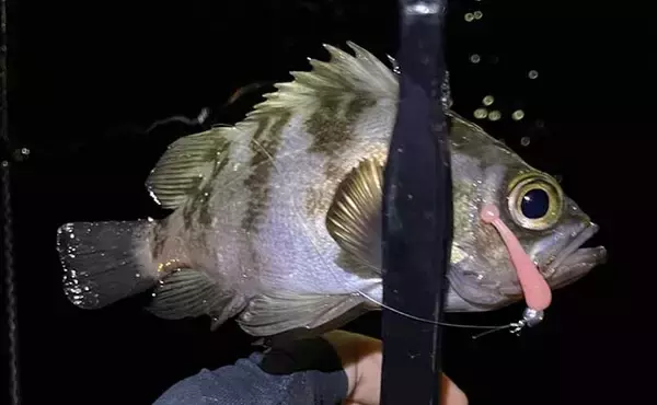 「一日通して雨の日でもメバリングは成立する？　表層でもメバル連発」の画像