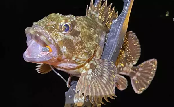 「一日通して雨の日でもメバリングは成立する？　表層でもメバル連発」の画像