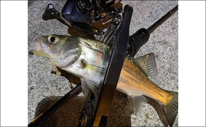 一日通して雨の日でもメバリングは成立する？　表層でもメバル連発