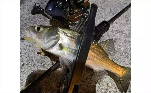 「一日通して雨の日でもメバリングは成立する？　表層でもメバル連発」の画像