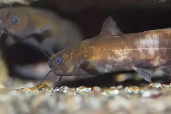 天然記念物を獲ってはいけない理由　自然と私たちの関係を守る意義とは？