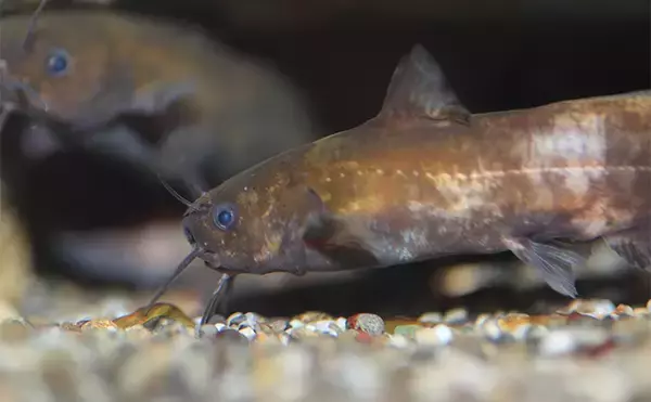 「天然記念物を獲ってはいけない理由　自然と私たちの関係を守る意義とは？」の画像