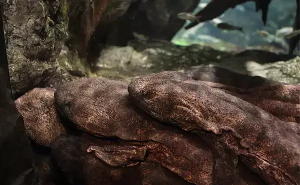 「天然記念物を獲ってはいけない理由　自然と私たちの関係を守る意義とは？」の画像