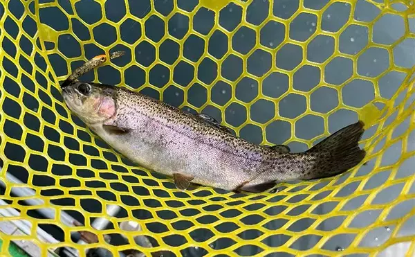 「ニジマス親子丼を堪能！」エリアトラウト釣行でニジマス42匹手中【滋賀・醒井養鱒場】