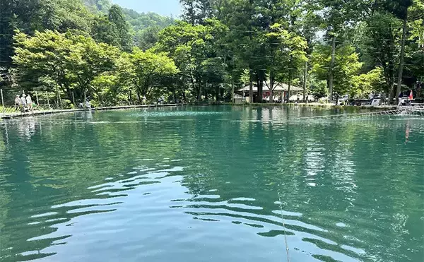 「「ニジマス親子丼を堪能！」エリアトラウト釣行でニジマス42匹手中【滋賀・醒井養鱒場】」の画像