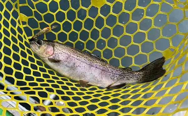 「「ニジマス親子丼を堪能！」エリアトラウト釣行でニジマス42匹手中【滋賀・醒井養鱒場】」の画像