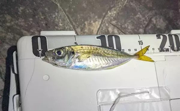 個人開催の良さがつまった「浜名湖アジング大会」ってどんな釣り大会？