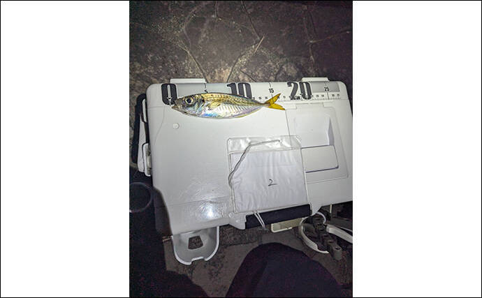 個人開催の良さがつまった「浜名湖アジング大会」ってどんな釣り大会？