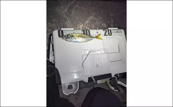 「個人開催の良さがつまった「浜名湖アジング大会」ってどんな釣り大会？」の画像