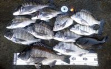 ウキフカセ釣りで本命クロダイ最大48cm頭に11尾手中【富浦・南ケイセン】磯際攻略が的中