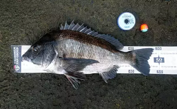 「ウキフカセ釣りで本命クロダイ最大48cm頭に11尾手中【富浦・南ケイセン】磯際攻略が的中」の画像