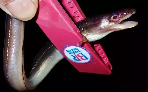 堤防ブッ込み釣りでアナゴ6匹手中【霞ヶ浦ふ頭・三重】サイズは小型ばかり