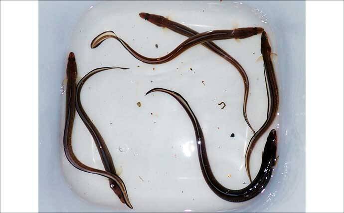 堤防ブッ込み釣りでアナゴ6匹手中【霞ヶ浦ふ頭・三重】サイズは小型ばかり