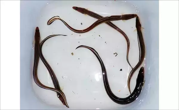 「堤防ブッ込み釣りでアナゴ6匹手中【霞ヶ浦ふ頭・三重】サイズは小型ばかり」の画像