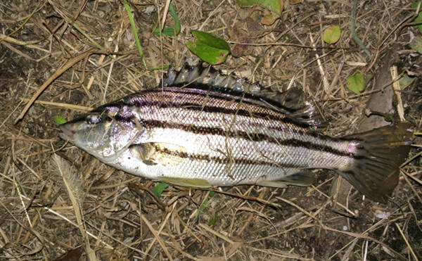 実はイサキではない シマイサキ は美味しい魚 寄生虫には要注意 22年7月17日 エキサイトニュース
