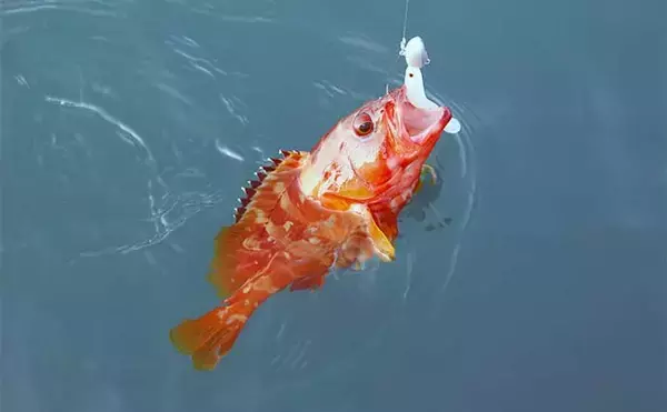 「スイミング釣法でオオモンハタにアカハタが連発【三重・エヌテックマリン】」の画像