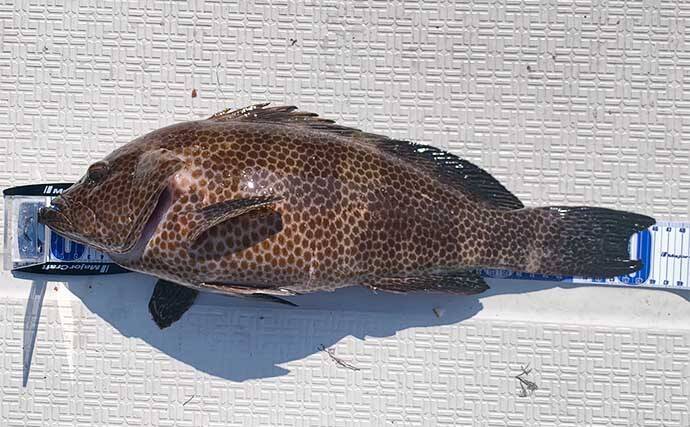 スイミング釣法でオオモンハタにアカハタが連発【三重・エヌテックマリン】