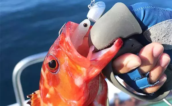 「スイミング釣法でオオモンハタにアカハタが連発【三重・エヌテックマリン】」の画像