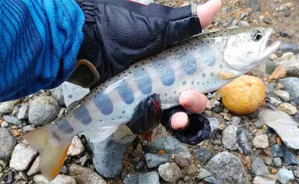 「釣りを今よりもっと楽しむためにオススメしたい【4つのプラスアルファ】」の画像