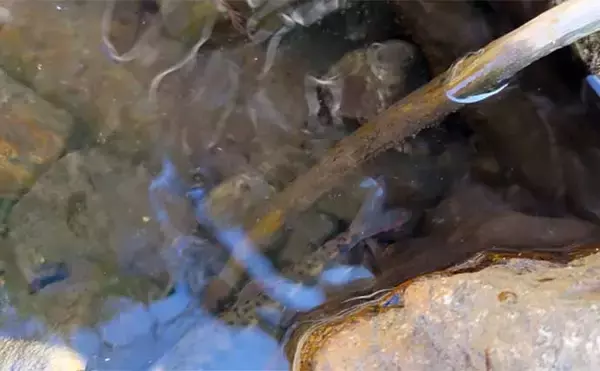 「釣りを今よりもっと楽しむためにオススメしたい【4つのプラスアルファ】」の画像