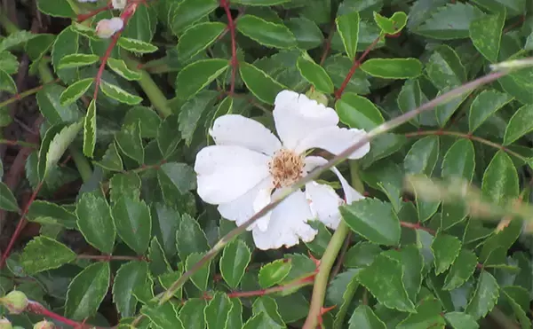 「《春〜夏編》身近な海釣りフィールドに生えている【海岸性植物たち6選】」の画像
