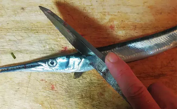 「釣った魚で作る「ご飯のおかず」レシピ：小ダツの薄塩　軽く干して旨み凝縮」の画像