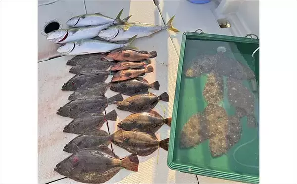 「周防灘の泳がせ釣りでヒラメ57cm頭に船中18尾手中！【山口・第八新西丸】青物＆アコウも顔出し」の画像