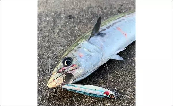 「春まで閉鎖になった『大阪南港魚つり園』でのショアジギ釣行でサゴシ3連発！」の画像