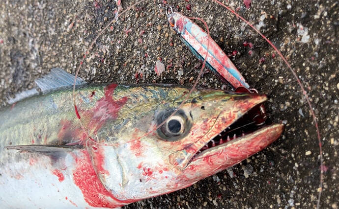 春まで閉鎖になった『大阪南港魚つり園』でのショアジギ釣行でサゴシ3連発！