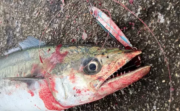 「春まで閉鎖になった『大阪南港魚つり園』でのショアジギ釣行でサゴシ3連発！」の画像