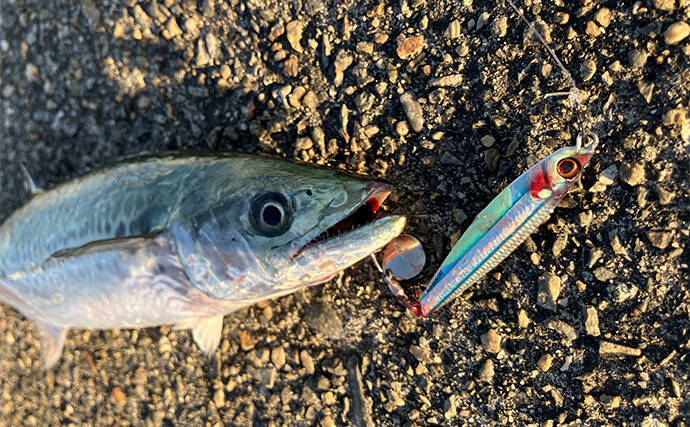 春まで閉鎖になった『大阪南港魚つり園』でのショアジギ釣行でサゴシ3連発！