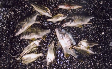 霞ヶ浦ふ頭のチョイ投げ釣りでキビレ連発！【三重】温排水ポイントが狙い目