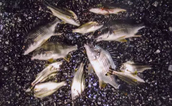 霞ヶ浦ふ頭のチョイ投げ釣りでキビレ連発！【三重】温排水ポイントが狙い目