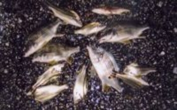 霞ヶ浦ふ頭のチョイ投げ釣りでキビレ連発！【三重】温排水ポイントが狙い目