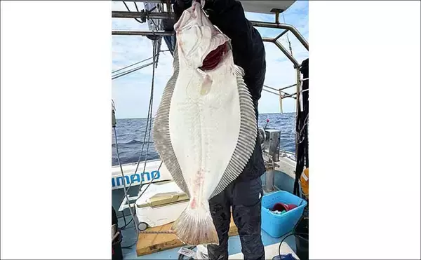 「【沖釣り釣果速報】玄界灘・響灘の落とし込みが熱い！良型ヒラメ＆ヒラマサ大型が続々（福岡）」の画像