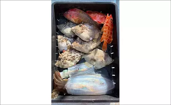 「【沖のルアー釣果速報】トンジギで24kg級巨大タネトン浮上！カツオもヒット（三重）」の画像