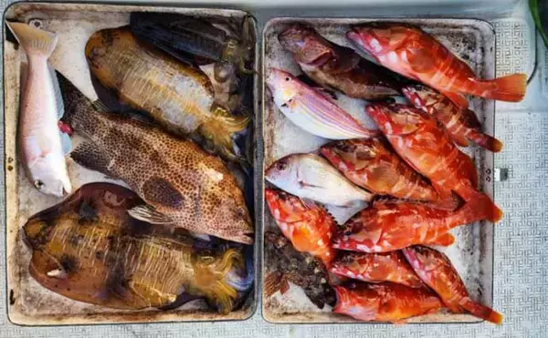 「【沖のルアー釣果速報】トンジギで24kg級巨大タネトン浮上！カツオもヒット（三重）」の画像