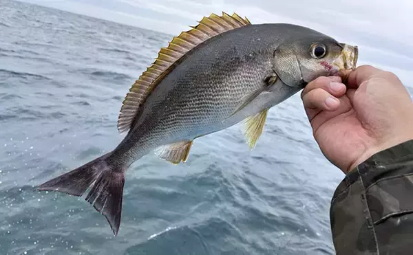 「シーズン終盤のイサキSLJで本命連発【じらまる・下関】マダイにキジハタに魚種も多彩！」の画像