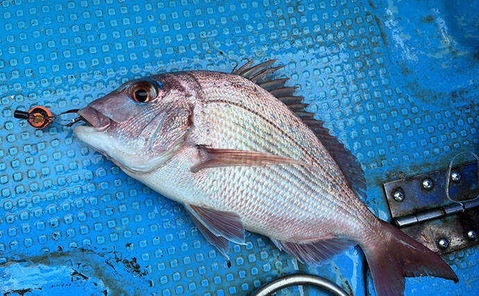 シーズン終盤のイサキSLJで本命連発【じらまる・下関】マダイにキジハタに魚種も多彩！