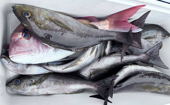 シーズン終盤のイサキSLJで本命連発【じらまる・下関】マダイにキジハタに魚種も多彩！
