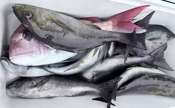 「シーズン終盤のイサキSLJで本命連発【じらまる・下関】マダイにキジハタに魚種も多彩！」の画像