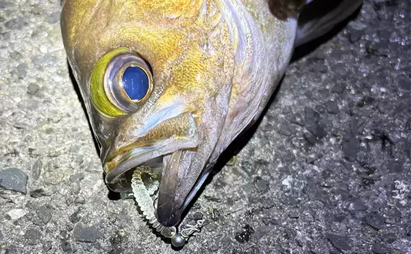 低水温期のメバリングの釣り方を解説　【軽いリグをしっかり沈める】が吉