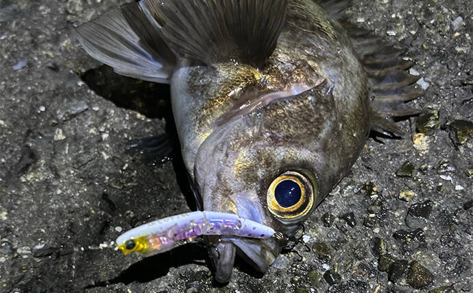低水温期のメバリングの釣り方を解説　【軽いリグをしっかり沈める】が吉
